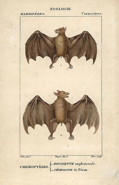 Geoffroy's rousette bat, Rousettus amplexicaudatus