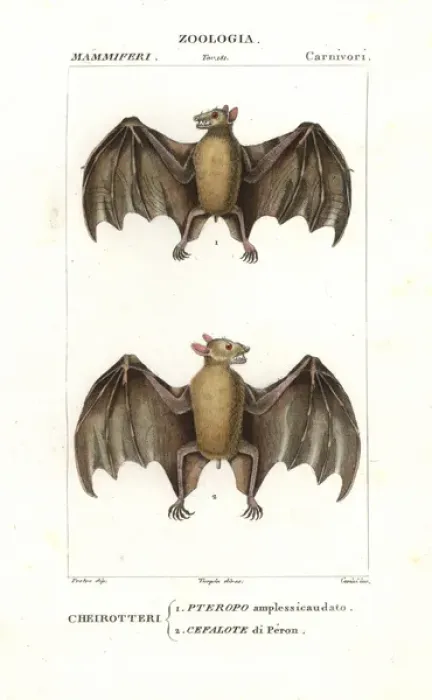 Framed Print : Geoffroys rousette bat, Rousettus amplexicaudatus Framed Print : Geoffroys rousette bat, Rousettus amplexicaudatus