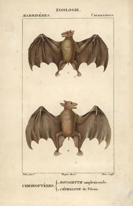 Framed Print : Geoffroy's rousette bat, Rousettus amplexicaudatus Framed Print : Geoffroy's rousette bat, Rousettus amplexicaudatus