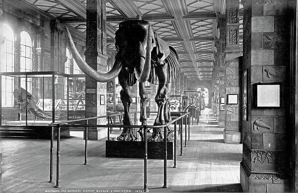 Geological Gallery Natural History Museum 1892