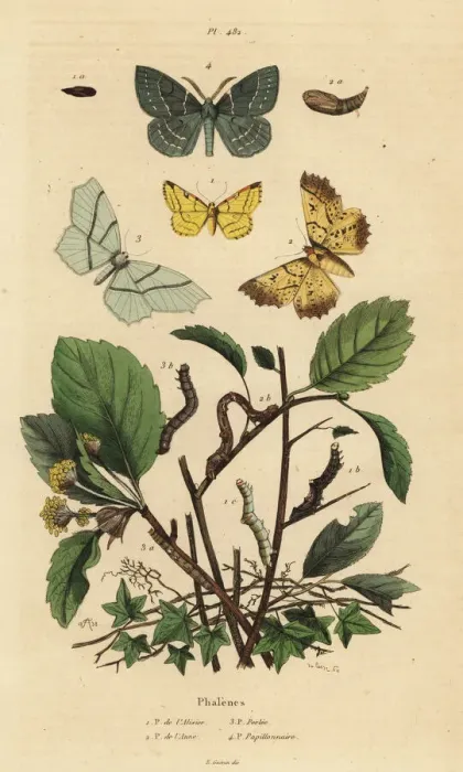 Framed Print : Geometer moths Framed Print : Geometer moths