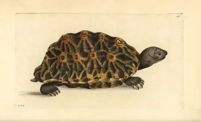 Framed Print : Geometric tortoise, Psammobates geometrica Endangered Framed Print : Geometric tortoise, Psammobates geometrica Endangered