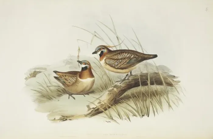 Framed Print : Geophaps plumifera, spinifex pigeon Framed Print : Geophaps plumifera, spinifex pigeon