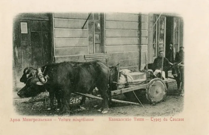 Framed Print : Georgia - Buffalo-pulled wagon - Abkhazia Framed Print : Georgia - Buffalo-pulled wagon - Abkhazia