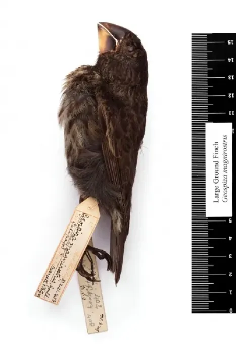 Framed Print : Geospiza magnirostris, large ground finch Framed Print : Geospiza magnirostris, large ground finch