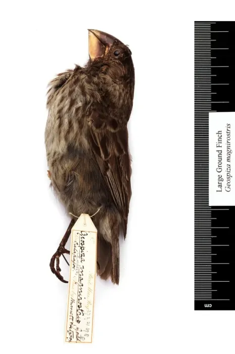 Framed Print : Geospiza magnirostris, large ground finch Framed Print : Geospiza magnirostris, large ground finch
