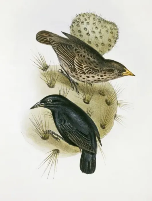 Framed Print : Geospiza scandens, common cactus finch Framed Print : Geospiza scandens, common cactus finch
