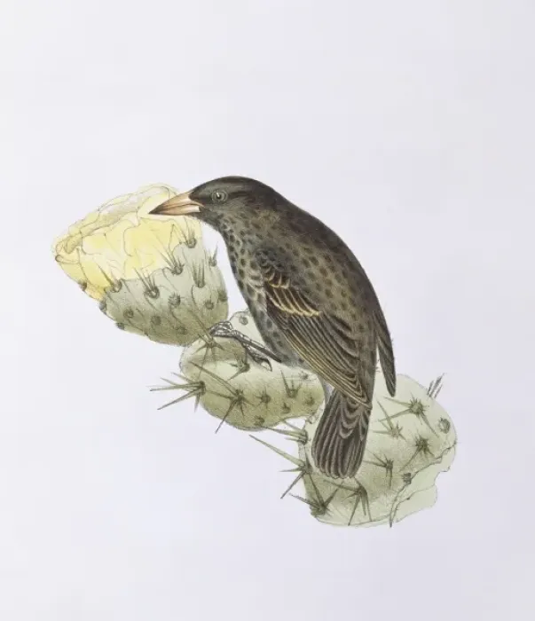 Framed Print : Geospiza scandens, common cactus finch Framed Print : Geospiza scandens, common cactus finch