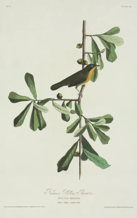Framed Print : Geothlypis trichas, common yellowthroat Framed Print : Geothlypis trichas, common yellowthroat