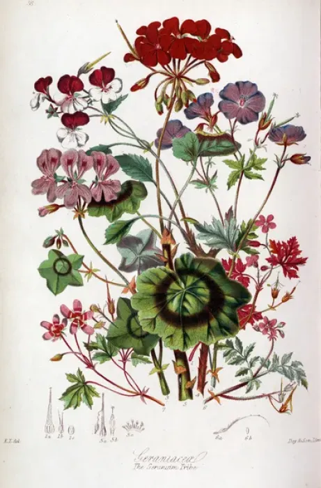 Framed Print : Geraniaceae - Geranium Framed Print : Geraniaceae - Geranium