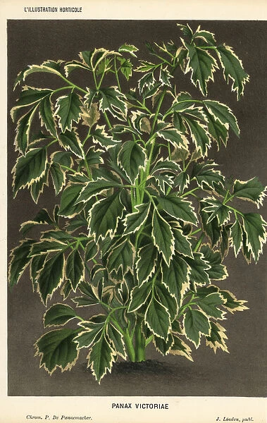 Geranium aralia, Polyscias guilfoylei