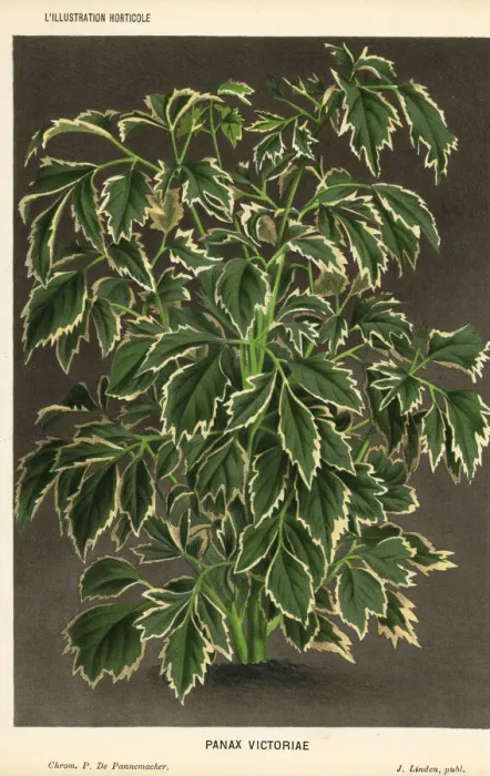 Framed Print : Geranium aralia, Polyscias guilfoylei Framed Print : Geranium aralia, Polyscias guilfoylei