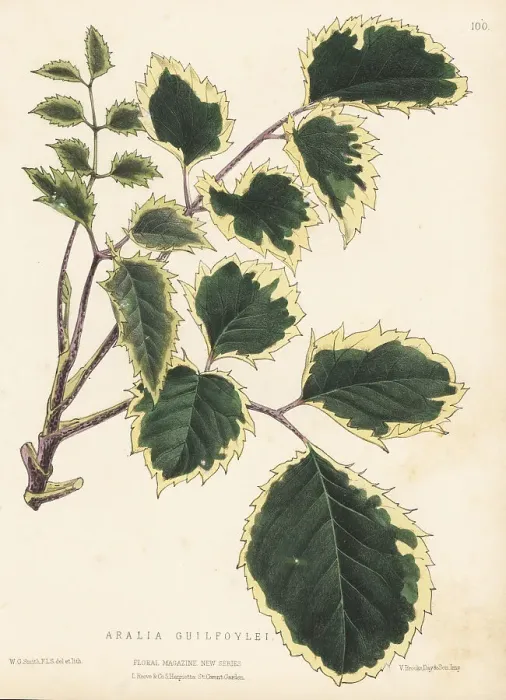 Framed Print : Geranium aralia or wild coffee, Polyscias guilfoylei Framed Print : Geranium aralia or wild coffee, Polyscias guilfoylei