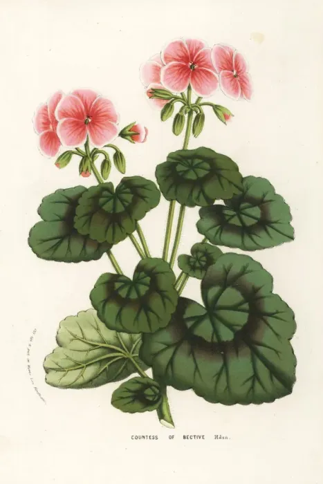Framed Print : Geranium cultivar, Countess of Bective, Pelargonium zonale Framed Print : Geranium cultivar, Countess of Bective, Pelargonium zonale