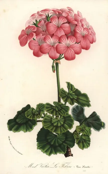 Framed Print : Geranium cultivar, Pelargonium zonale Framed Print : Geranium cultivar, Pelargonium zonale