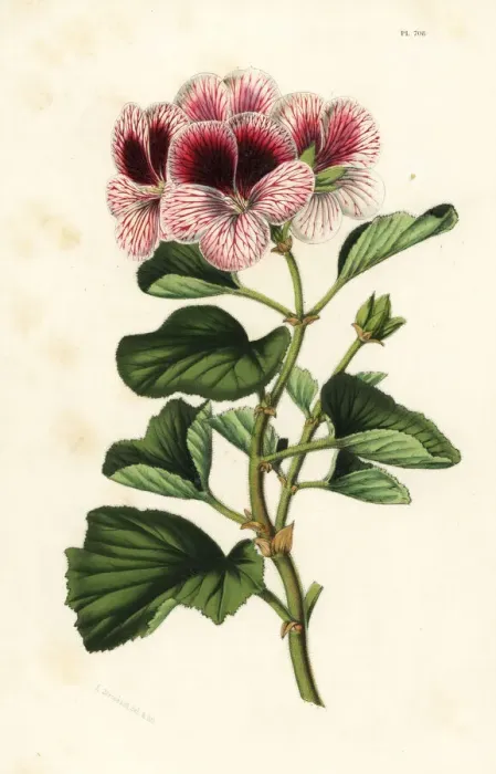 Framed Print : Geranium hybrid, Pelargonium mazeppa superbe Framed Print : Geranium hybrid, Pelargonium mazeppa superbe
