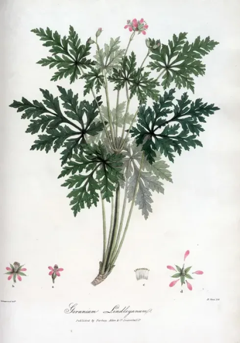 Framed Print : Geranium Lindleyanum Framed Print : Geranium Lindleyanum