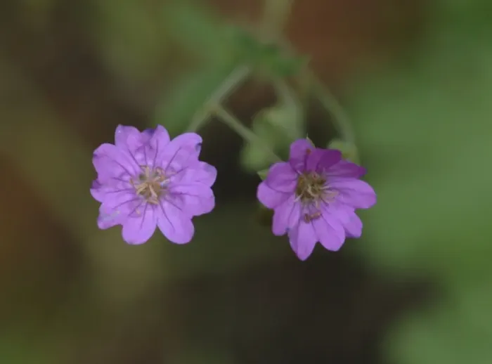 Framed Print : Geranium pratense, meadow cranesbill Framed Print : Geranium pratense, meadow cranesbill