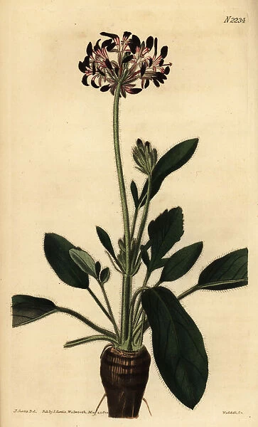 Geranium species, Pelargonium dioicum