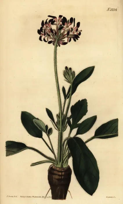 Framed Print : Geranium species, Pelargonium dioicum Framed Print : Geranium species, Pelargonium dioicum