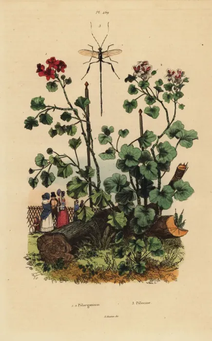 Framed Print : Geraniums and wasp Framed Print : Geraniums and wasp