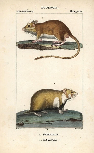 Gerbil, Gerbillus species, and European hamster