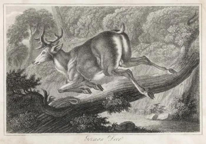Framed Print : German Deer Leaping Framed Print : German Deer Leaping