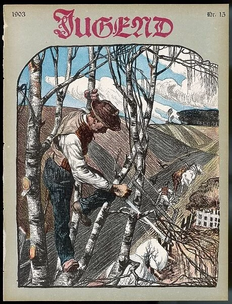 German farmer pruning his birch trees