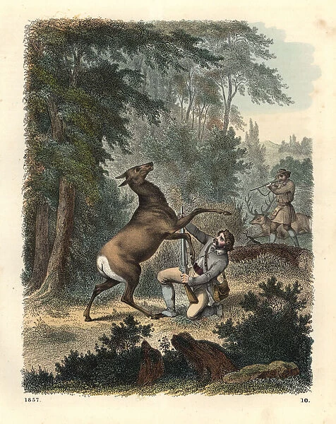 German hunters hunting deer attacked by doe