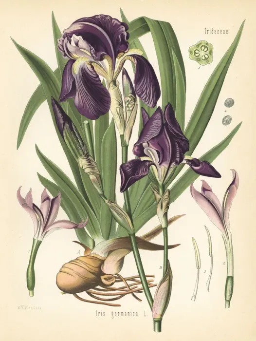 Framed Print : German iris, Iris germanica Framed Print : German iris, Iris germanica