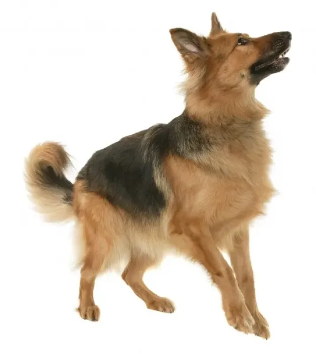 Framed Print : German shepherd Framed Print : German shepherd