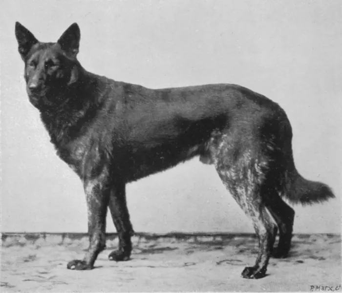 Framed Print : German Shepherd Beowulf Framed Print : German Shepherd Beowulf