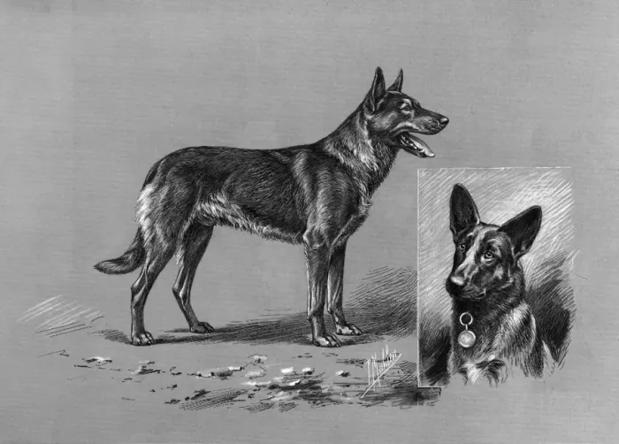 Framed Print : German Shepherd Dog Framed Print : German Shepherd Dog