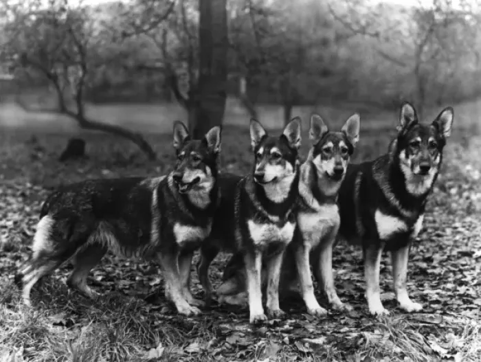 Framed Print : German Shepherd Dogs, by Fall Framed Print : German Shepherd Dogs, by Fall