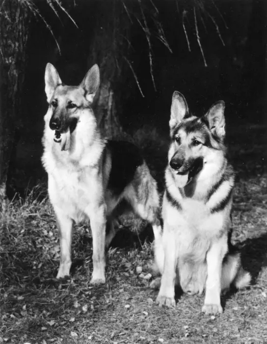 Framed Print : GERMAN SHEPHERDS 1969 Framed Print : GERMAN SHEPHERDS 1969