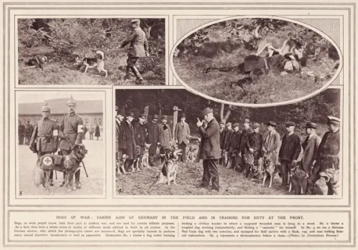 Framed Print : German War Dogs Framed Print : German War Dogs