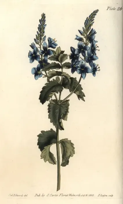 Framed Print : Germander speedwell, Veronica chamaedrys Framed Print : Germander speedwell, Veronica chamaedrys
