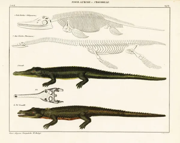 Lithograph Print of Gharial, Crocodile and Fossil Art