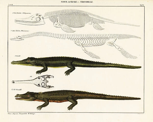 Gharial, crocodile and extinct dinosaurs