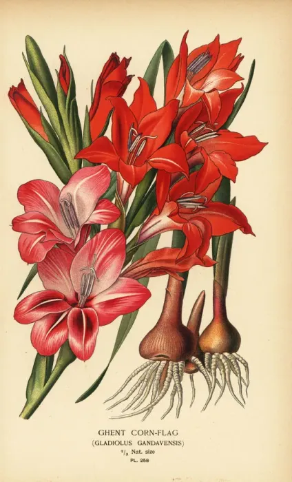Framed Print : Ghent cornflag, Gladiolus x gandavensis Framed Print : Ghent cornflag, Gladiolus x gandavensis