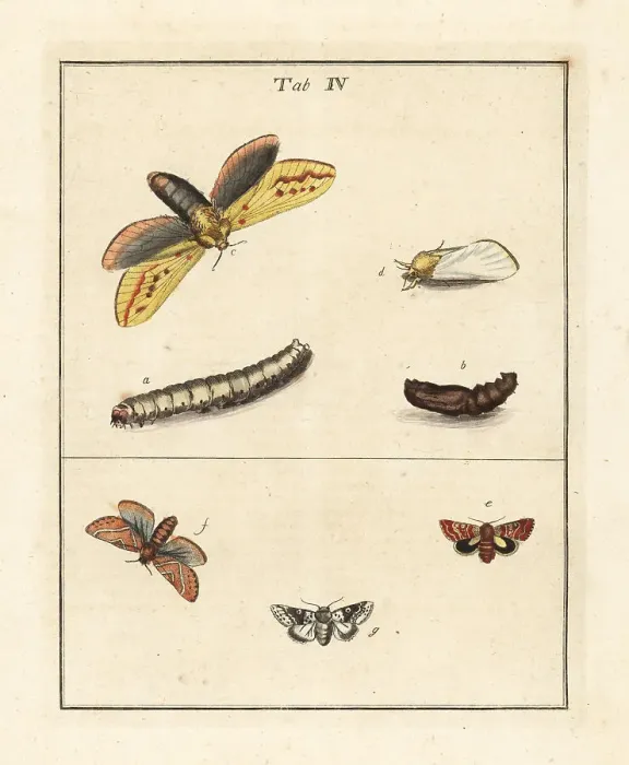 Framed Print : Ghost moth, beautiful yellow underwing, etc Framed Print : Ghost moth, beautiful yellow underwing, etc