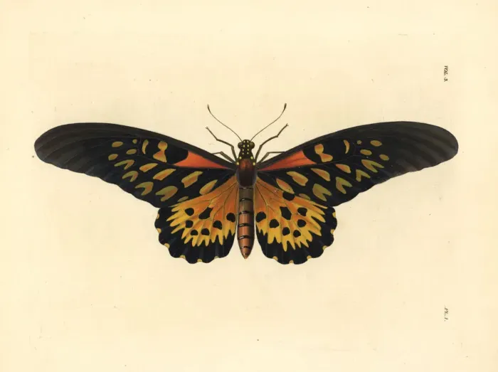 Framed Print : Giant African swallowtail butterfly, Papilio antimachus