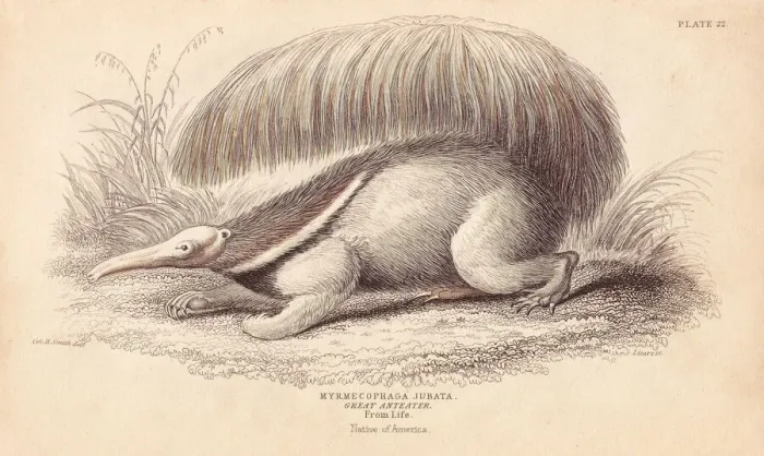 Framed Print : Giant ant-eater, Myrmecophaga tridactyla. Vulnerable Framed Print : Giant ant-eater, Myrmecophaga tridactyla. Vulnerable