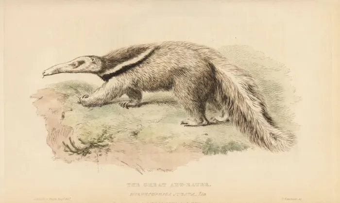 Framed Print : Giant anteater or antbear, Myrmecophaga tridactyla Framed Print : Giant anteater or antbear, Myrmecophaga tridactyla