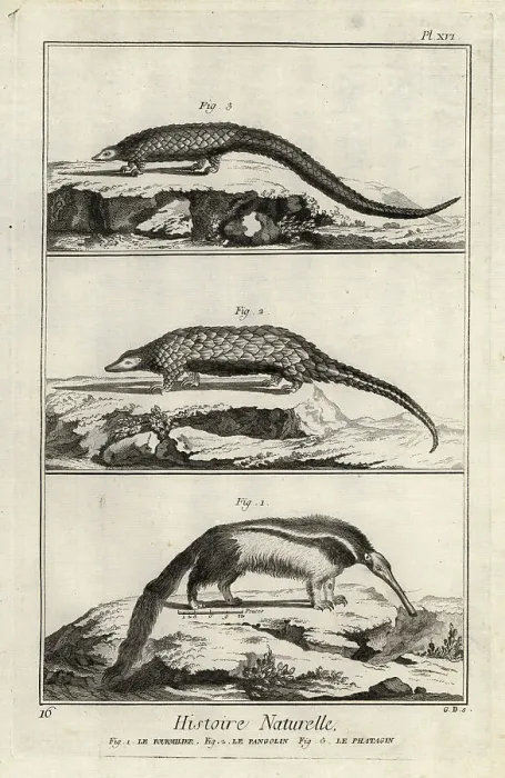 Framed Print : Giant anteater, giant pangolin and long-tailed pangolin Framed Print : Giant anteater, giant pangolin and long-tailed pangolin