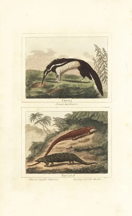 Framed Print : Giant anteater, Indian pangolin and long-tailed pangolin Framed Print : Giant anteater, Indian pangolin and long-tailed pangolin