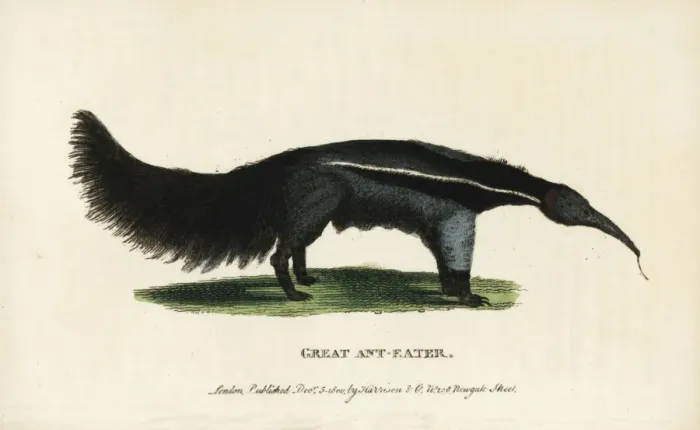 Framed Print : Giant anteater, Myrmecophaga tridactyla Framed Print : Giant anteater, Myrmecophaga tridactyla