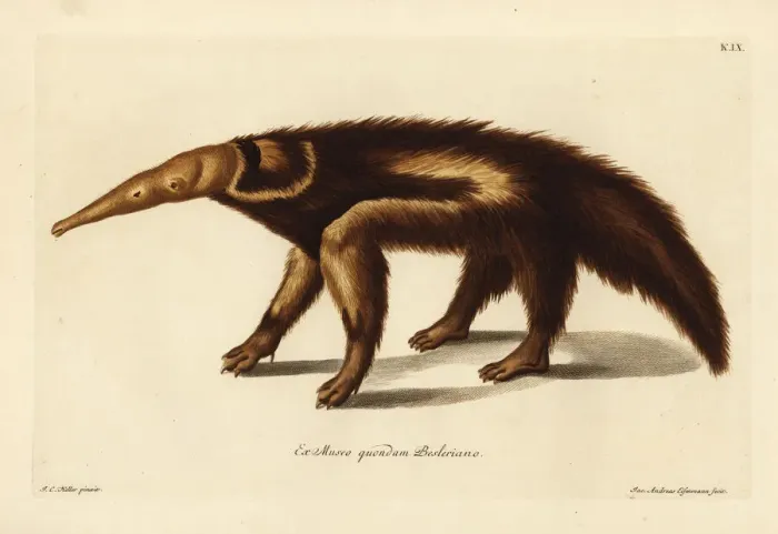 Framed Print : Giant anteater, Myrmecophaga tridactyla Framed Print : Giant anteater, Myrmecophaga tridactyla