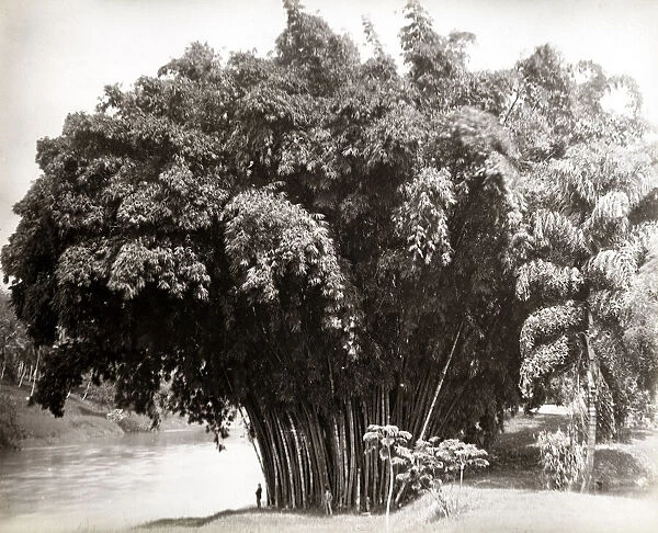 Giant bamboo, Ceylon, Sri Lanka