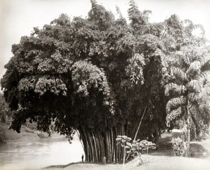 Framed Print : Giant bamboo, Ceylon, Sri Lanka Framed Print : Giant bamboo, Ceylon, Sri Lanka